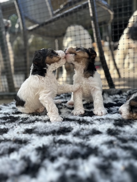 puppy's