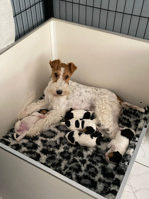 puppy's